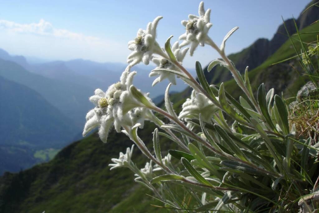 Gite Au Printemps Japonais, Petit Train De La Mure, Parc Des Ecrins Pierre-Chatel Zewnętrze zdjęcie